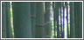 thumb_bamboo.jpg