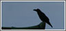 thumb_raven.jpg